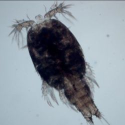 Copepod (Pseudotachidius sp.) forma parte de un grupo de crustáceos fundamentales en los ecosistemas de las profundidades marinas. 