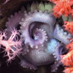 Una hembra de pulpo incubando huevos detrás de un coral para protegerlos. 