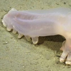 Loki (Peniagone sp.) es un equinodermo de aguas profundas, nombrado por sus cuernos similares a los del dios de la leyenda nórdica