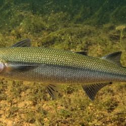 A pesar de su importancia ecológica y cultural, la realidad actual del pejerrey patagónico está lejos de ser idílica; se encuentra oficialmente categorizado como una especie vulnerable. 