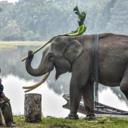 Un "mahout" vigila a un elefante de Sumatra domesticado mientras juega, rodeado por la bruma causada por incendios forestales y de terrenos, en el Parque de Turismo Natural de Buluh Cina, en Kampar. Los elefantes de Sumatra, especie en peligro crítico de extinción, se ven empujados aún más al borde de la desaparición a medida que los incendios forestales arrasan cientos de hectáreas de su hábitat en esta isla del oeste de Indonesia, según informó a la AFP la organización ecologista Geopix. | Foto:Wahyudi / AFP