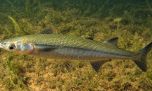 El pez nativo de Neuquén que preocupa a los biólogos y apasiona a los pescadores