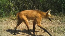 0510_AGUARA GUAZU