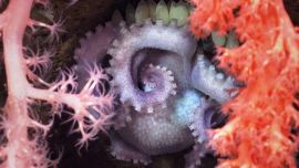 Una hembra de pulpo incubando huevos detrás de un coral para protegerlos.