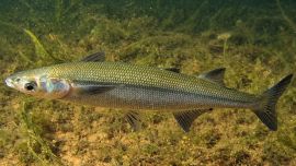 El pez nativo de Neuquén que preocupa a los biólogos y apasiona a los pescadores