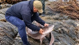 0510_pesca