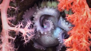 0510_ESPECIES