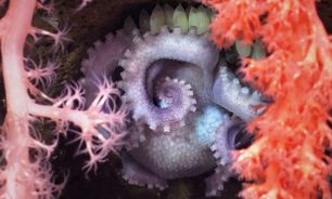 0510_ESPECIES