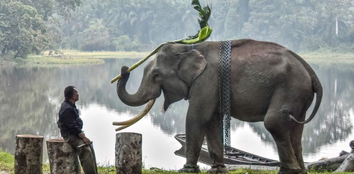 Un "mahout" vigila a un elefante de Sumatra domesticado mientras juega, rodeado por la bruma causada por incendios forestales y de terrenos, en el Parque de Turismo Natural de Buluh Cina, en Kampar. Los elefantes de Sumatra, especie en peligro crítico de extinción, se ven empujados aún más al borde de la desaparición a medida que los incendios forestales arrasan cientos de hectáreas de su hábitat en esta isla del oeste de Indonesia, según informó a la AFP la organización ecologista Geopix.