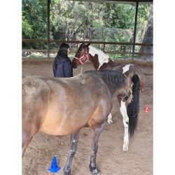 El caballo no tiene la respuesta: te despierta a una nueva conciencia | Foto:CONTENT NOTICIAS
