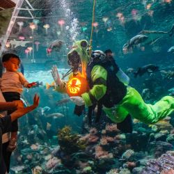 Imagen de un buzo mostrando una calabaza tallada a visitantes desde el interior de un tanque gigante durante el Festival de Otoño "Fin-tastic" en el Acuario de Vancouver, en Vancouver, Columbia Británica, Canadá. | Foto:Xinhua/Liang Sen