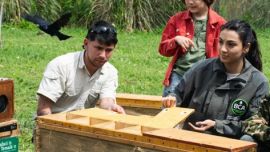 La liberación se realizó en conjunto con la Fundación Temaikèn. En su centro de rescate las aves atravesaron un proceso de rehabilitación y cuarentena antes de ser reintroducidas en su hábitat.
