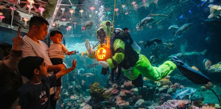 Imagen de un buzo mostrando una calabaza tallada a visitantes desde el interior de un tanque gigante durante el Festival de Otoño "Fin-tastic" en el Acuario de Vancouver, en Vancouver, Columbia Británica, Canadá.