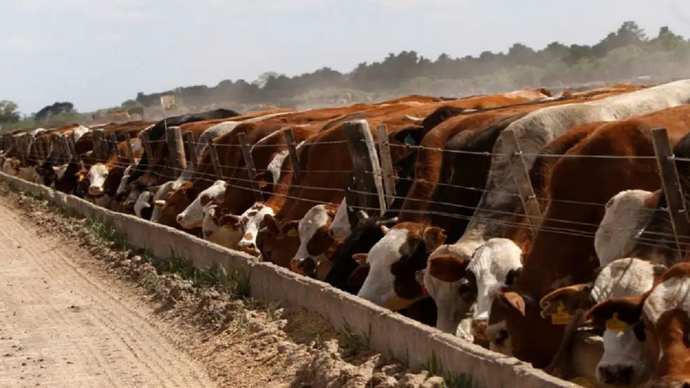 Feedlot