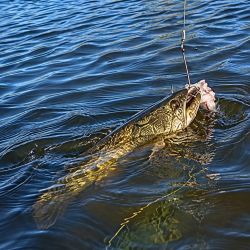El inicio de la primavera vuelve a modificar el mapa de la pesca bonaerense. El pejerrey comienza a ceder protagonismo y las tarariras empiezan a ocupar el centro de la escena junto a lisas, carpas y el mar. 