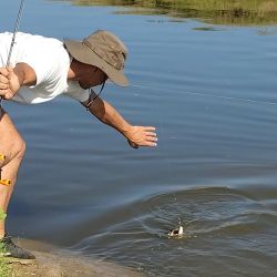 El inicio de la primavera vuelve a modificar el mapa de la pesca bonaerense. El pejerrey comienza a ceder protagonismo y las tarariras empiezan a ocupar el centro de la escena junto a lisas, carpas y el mar. 