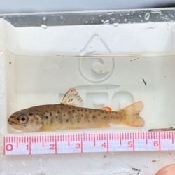 Resultados preliminares de una investigación desarrollada en ecosistemas acuáticos del Parque Natural Karukinka detectaron mercurio en toda la trama trófica y las mayores concentraciones en truchas introducidas.