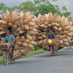 Unos pescadores transportan varias trampas de bambú para peces en sus bicicletas por una carretera de la provincia de Hai Hung, en el norte de Vietnam. | Foto:HOANG DINH NAM / AFP