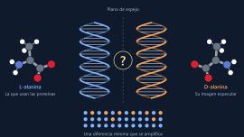 Nobel de Química para dos científicos que ayudaron a entender cómo se forman las moléculas “espejo” que caracterizan a la vida