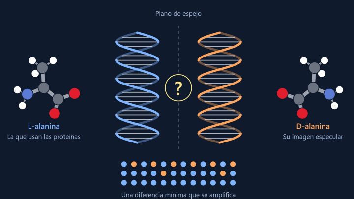 Nobel de Química para dos científicos que ayudaron a entender cómo se forman las moléculas “espejo” que caracterizan a la vida | Perfil