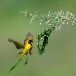 Imagen de un tejedor vitelino en el Parque Nacional del Serengeti, en Tanzania. | Foto:Xinhua/Hao Xiaotian