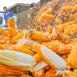 Un agricultor cosecha maíz en un campo, en el distrito de Xiayi de la ciudad de Shangqiu, en la provincia de Henan, en el centro de China. | Foto:Xinhua/Wang Gaochao