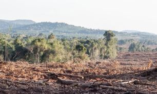 bosques_mal_protegidos