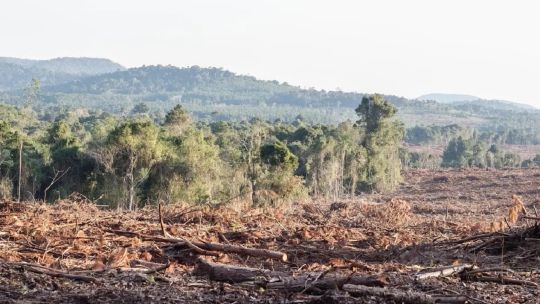 Según el proyecto de Ley de Presupuesto, el Gobierno destinará $39 por mes para cuidar cada hectárea de bosque argentino