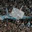 Malvinas and dissidence