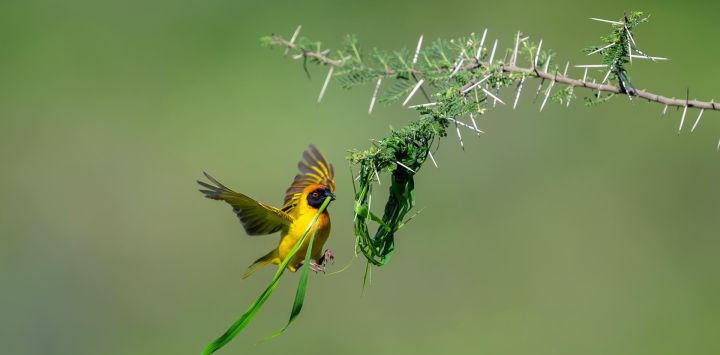 Imagen de un tejedor vitelino en el Parque Nacional del Serengeti, en Tanzania.
