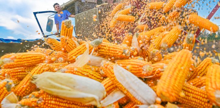 Un agricultor cosecha maíz en un campo, en el distrito de Xiayi de la ciudad de Shangqiu, en la provincia de Henan, en el centro de China.