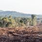 Según el proyecto de Ley de Presupuesto, el Gobierno destinará $39 por mes para cuidar cada hectárea de bosque argentino