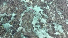 Una vista aérea muestra a habitantes locales nadando sobre arrecifes de coral frente a la playa de Nadir, a unos 52 kilómetros de Nadi. Los arrecifes de coral de Fiyi se ven cada vez más amenazados por el aumento de la temperatura del océano vinculado al cambio climático —lo que puede provocar el blanqueamiento del coral y degradar los ecosistemas arrecifales—, mientras que la subida del nivel del mar contribuye a la erosión costera y aumenta los riesgos para las poblaciones situadas en zonas bajas del litoral.