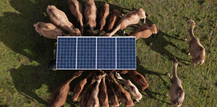 La fotografía muestra a camellos alimentándose en una granja lechera de camellos, a las afueras de la localidad de Robe, en Australia Meridional. Lejos de su lugar de origen en el desierto de Arabia, cientos de miles de camellos recorren el interior de Australia, donde se utilizan para carreras de animales salvajes, como fuente alternativa de leche e incluso para elaborar cerveza.