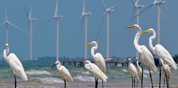 Se observan garcetas en una playa con un parque eólico de fondo en Mannar, Sri Lanka.
