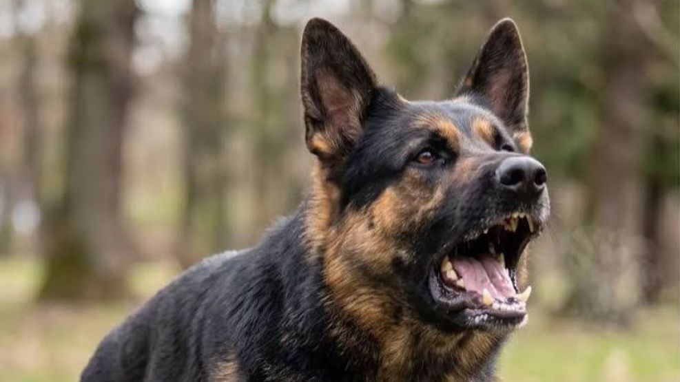 Ataque de perros