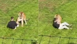 Ataque de un tigre en Inglaterra