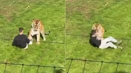 Ataque de un tigre en Inglaterra