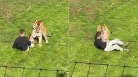 Inglaterra: ingresó a la jaula de un tigre, el animal lo atacó y murió en el lugar