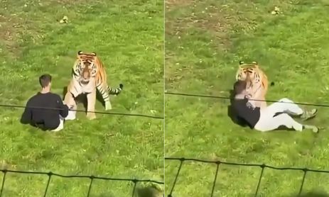 Ataque de un tigre en Inglaterra