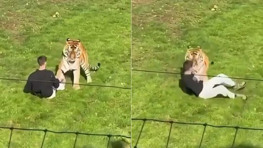 Inglaterra: ingresó a la jaula de un tigre, el animal lo atacó y murió en el lugar