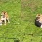 Inglaterra: ingresó a la jaula de un tigre, el animal lo atacó y murió en el lugar
