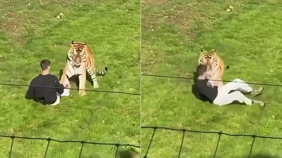 Ataque de un tigre en Inglaterra