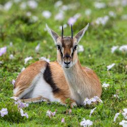 Imagen de una gacela de Thomson en el Parque Nacional del Serengeti, en Tanzania. | Foto:Xinhua/Hao Xiaotian