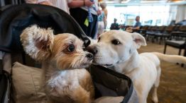 Perros y longevidad