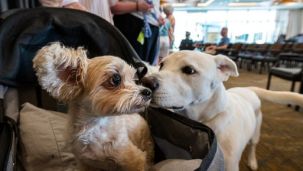 Perros y longevidad