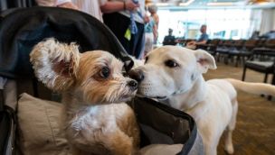 Perros y longevidad