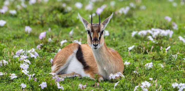 Imagen de una gacela de Thomson en el Parque Nacional del Serengeti, en Tanzania.