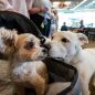 Los científicos encuentran la explicación sobre por qué los perros grandes viven menos que los chiquitos