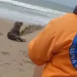 El pequeño lobito marino se encontrabaperdido en los médanos.